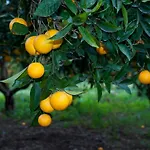 לינה וארוחת בוקר No 5