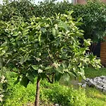 No 5 Bed and breakfast