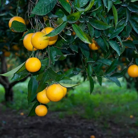 לינה וארוחת בוקר No 5